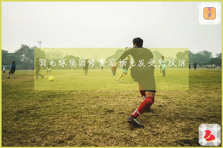 羽毛球场因修剪宠物毛发受到投诉